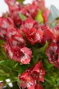 Floral Embrace - Porcelain Floral Vase Arrangement -6.webp