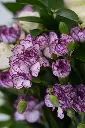 Enchanted Violet - Elegant Vase Arrangement -6.webp
