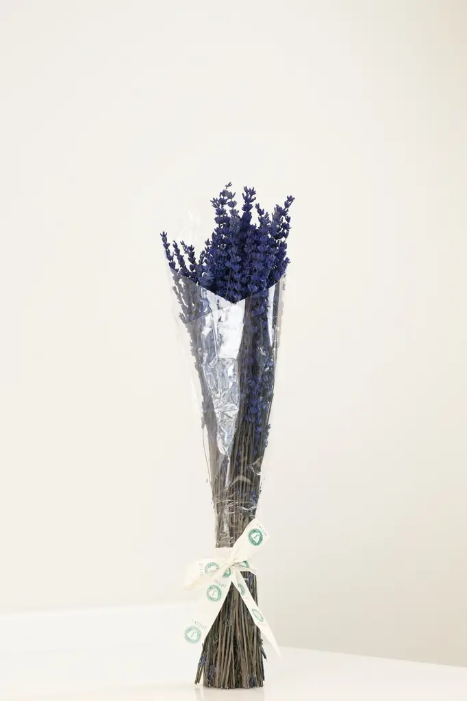 Midnight Lavender Dreams -2.webp