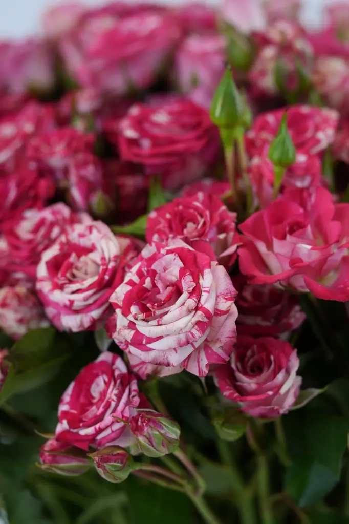 cherry Petals - Elegant Glass vase Arrangement -4.webp