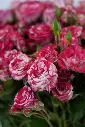 cherry Petals - Elegant Glass vase Arrangement -4.webp