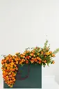 Sunset Harmony - Juliet's Edition -2.webp