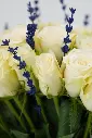 Lavender Cream Harmony - Glass Vase Arrangement -7.webp