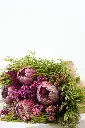 Protea Dream Bouquet - Gifts-Congratulations - get well soon - 3.webp