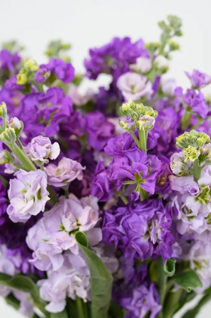 Matthiola Bloom VASE -GIFTS - BIRTHDAY- SORRY BOUQUET- GET WELL SOON -3.webp