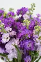 Matthiola Bloom VASE -GIFTS - BIRTHDAY- SORRY BOUQUET- GET WELL SOON -3.webp