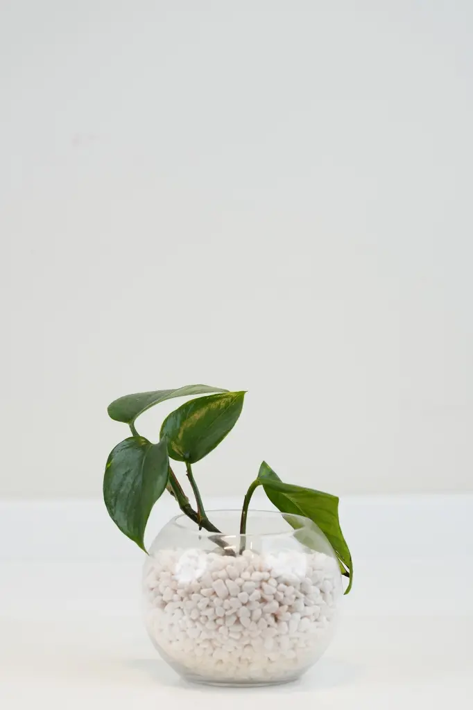Green Oasis - Gifts -Get well soon -2.webp