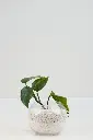Green Oasis - Gifts -Get well soon -2.webp