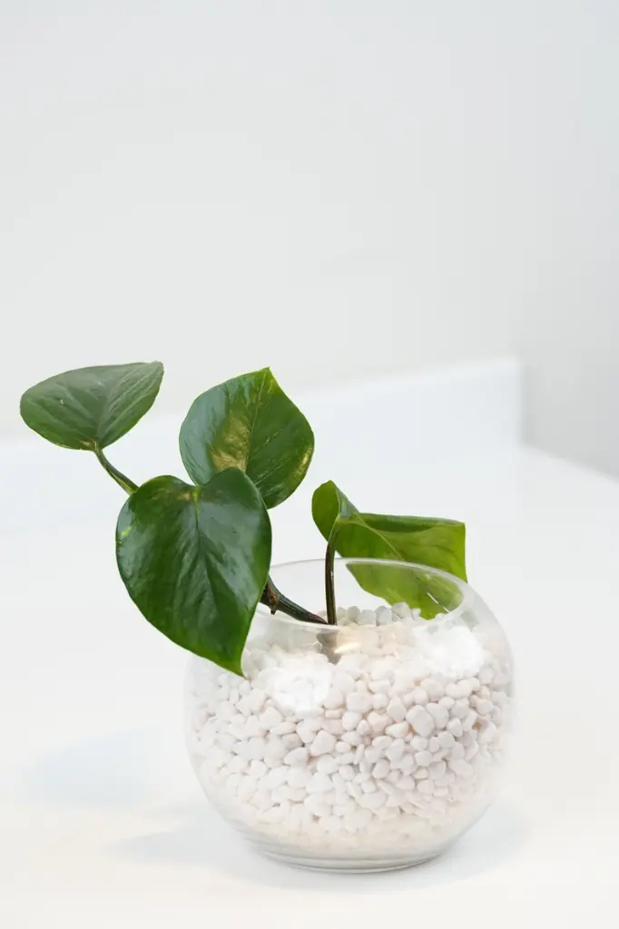 Green Oasis - Gifts -Get well soon -3.webp