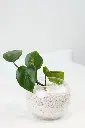Green Oasis - Gifts -Get well soon -3.webp