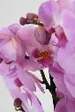 Orchid Secrets Bouquet -3.webp