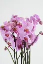 Orchid Secrets Bouquet -2.webp