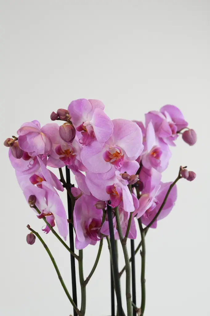 Orchid Secrets Bouquet -4.webp