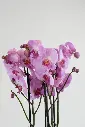 Orchid Secrets Bouquet -4.webp