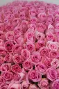 La Vie en Rose - Pink Roses on Black box -3.webp