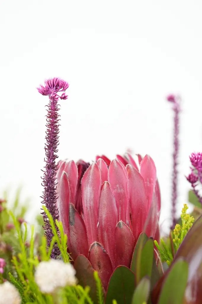 Wild Protea Garden - Vase arrangement -7.webp