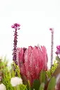 Wild Protea Garden - Vase arrangement -7.webp
