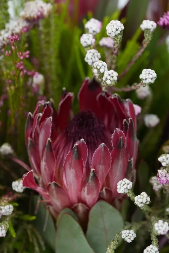 Wild Protea Garden - Vase arrangement -6.webp