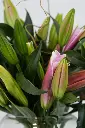 Lily Serenity – Fresh Pink Lily Arrangement in Glass Vase -3.webp