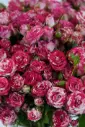 Cherry Petals - Elegant Glass vase Arrangement 