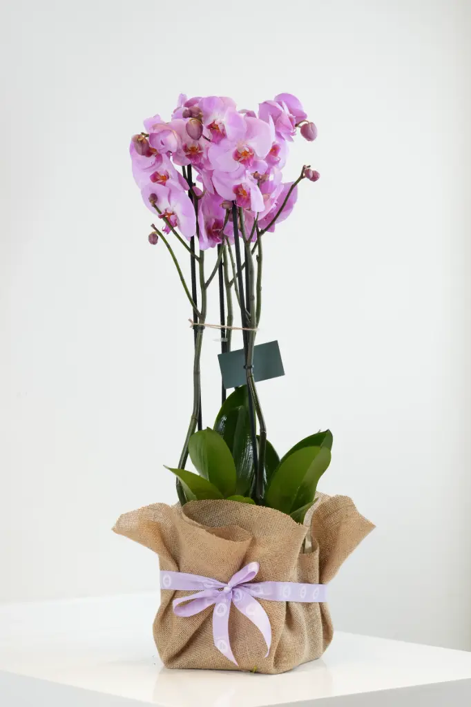 Orchid Secrets Bouquet 