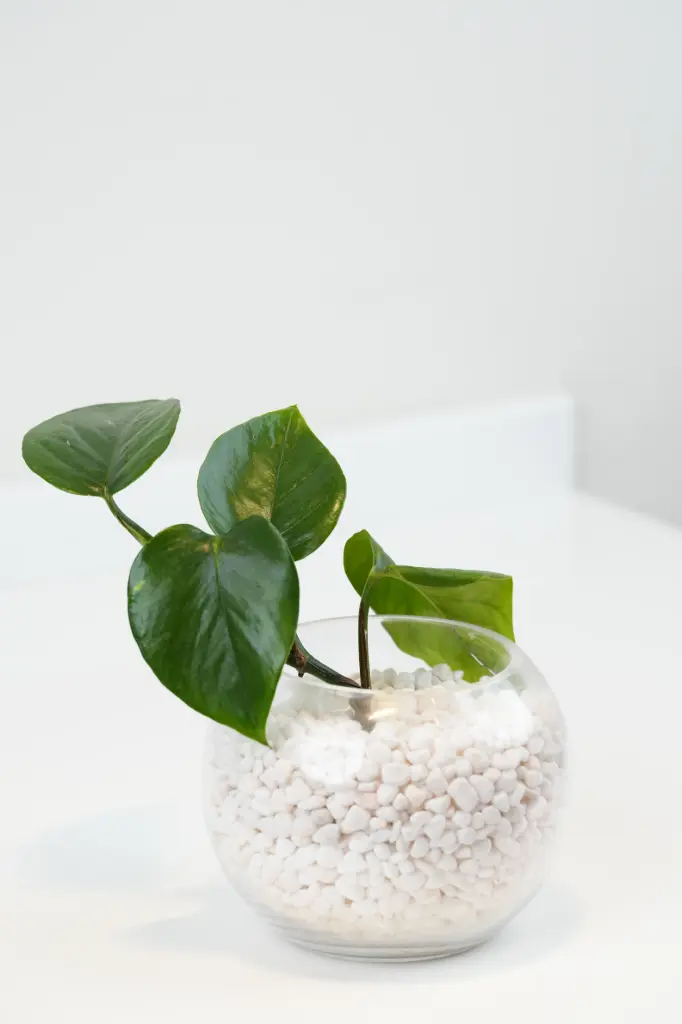 [BQ-GO-012] Green Oasis