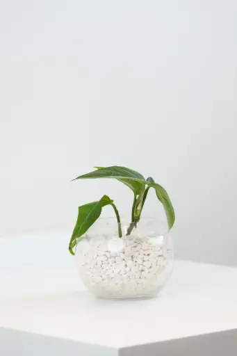 [BQ-GO-012] Green Oasis