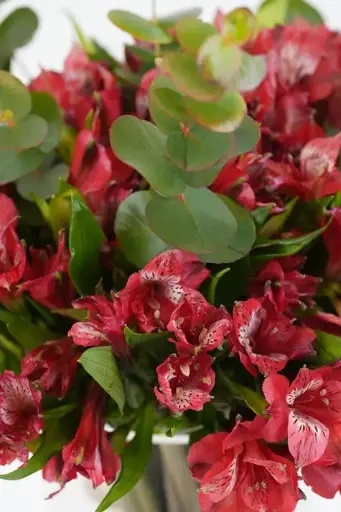 [BQ-TOYFRAIGV-035] Thinking of You - fresh red Alstroemeria in Glass Vase 